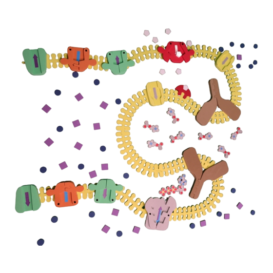 3D Molecular Designs Synapse Construction Kit 組み立て説明書